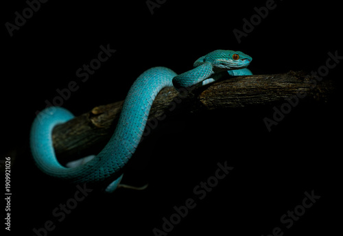 Wallpaper Mural Blue color variant of Trimeresurus insularis , Indonesian or Lesser Sunda Islands pit viper, Sunda white-lipped or Red-tailed pit viper, also popularly Blue pit viper, venomous snake from Indonesia Torontodigital.ca