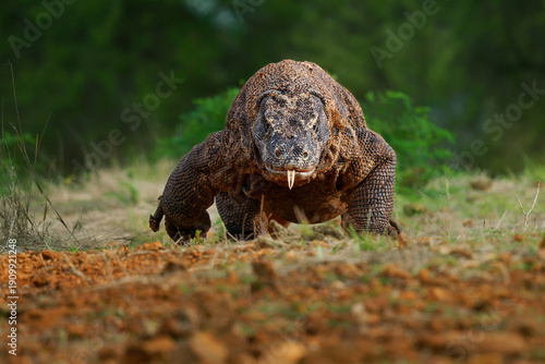 Wallpaper Mural Komodo dragon Varanus komodoensis also Komodo monitor, large reptile of Varanidae endemic to the Indonesian islands of Komodo, Rinca, Flores, come for me face to face Torontodigital.ca