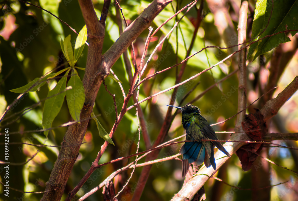 Fototapeta premium beautiful green hummingbird