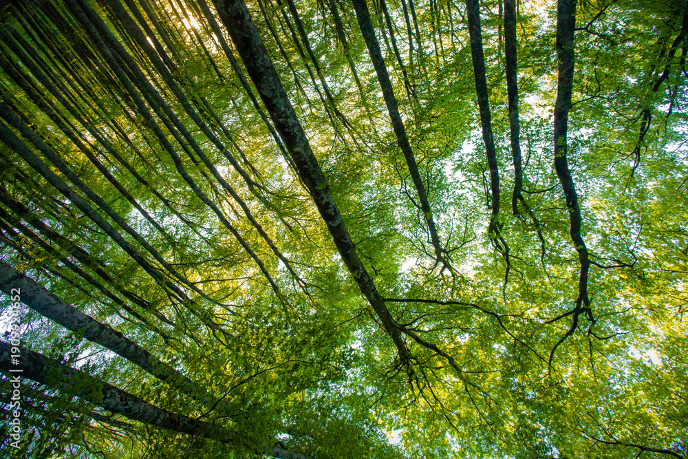 Fototapeta premium sunset in a beech forest in the Pyrenees of Navarra, Spain