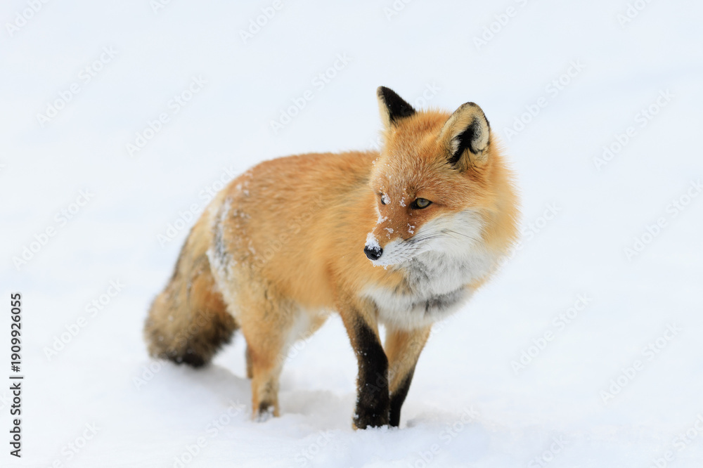 Obraz premium キタキツネ