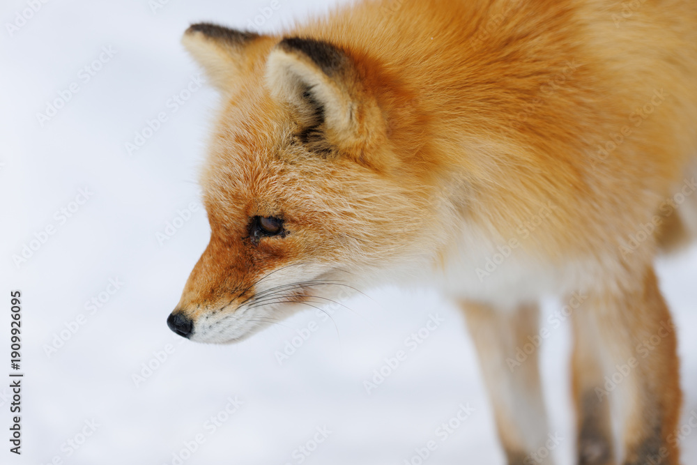 Obraz premium キタキツネ