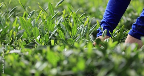 Tea farmer picking green tea shoots in spring tea farm mountains