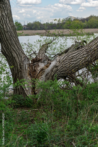Broken tree trunk with exposed wood and bark texture along a lush green riverside landscape.