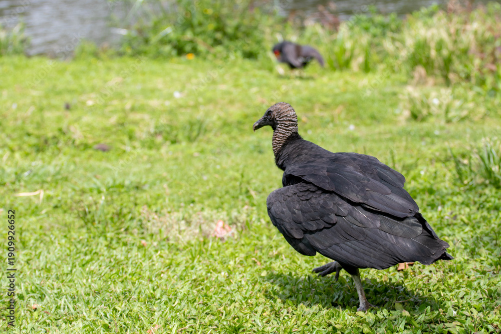 Obraz premium Black Vulture (Coragyps atratus) on green grass. Wildlife photography with sharp focus on plumage and head details. Perfect for biology and environmental education.