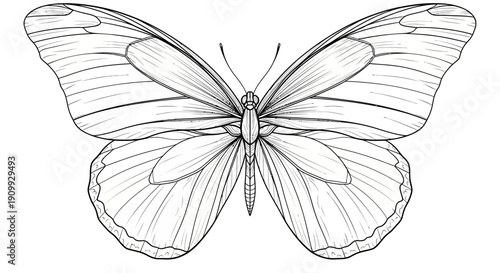 Elegant butterfly line art drawing. Detailed insect illustration, ideal for coloring books, designs, and educational projects. Hand-drawn outline.