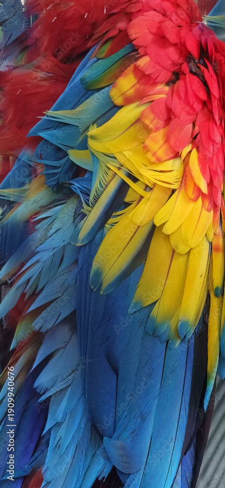 Obraz premium Feathers texture background, bright feathers of bird wing closeup in naturally colored vivid plumage of exotic bird.