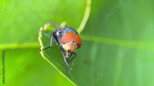 Macro Close-Up of Blow Fly Grooming with Bright Red Eyes