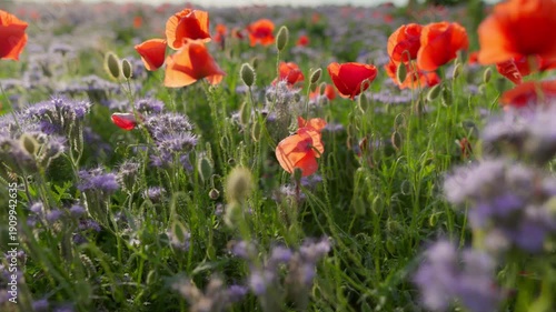 Gimbal shot of red poppies and purple flowers in the field at sunset, beautiful wildflowers swaying in the wind. Blooming poppy meadow in warm evening light, summer landscape with wild floral blossoms
