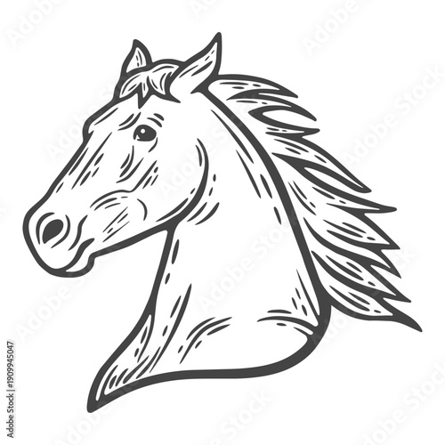 Portrait of a horse, mare mane, head, farm animals, lifestock engraving isolated