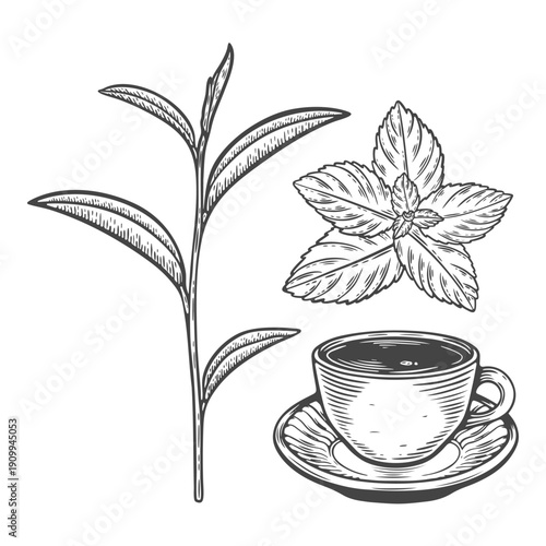 Teacup, tea leaves, peppermint, hot drink, saucer, plate, morning ritual, engraving isolated