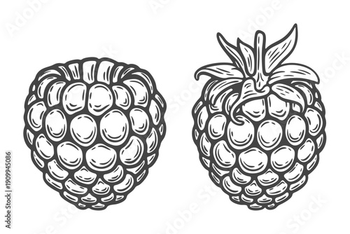 Raspberry two, stem variation, blackberry tayberry berry, fruit, leaf, plant, superfood organic engraving isolated