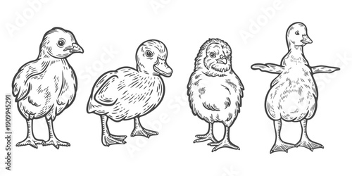 Set of baby chick, turkey duckling, goose, standing, front view, collection, poultry farm animal bird livestock engraving isolated