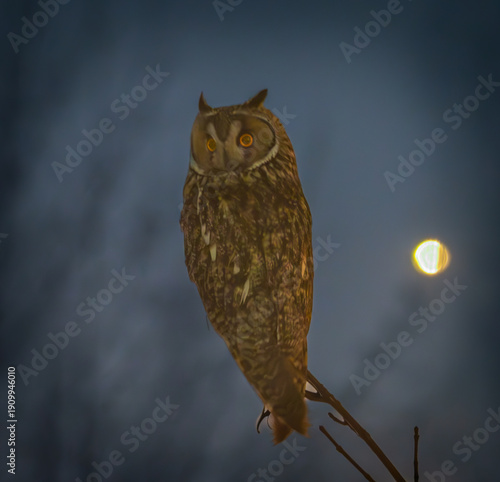 owl on a branch