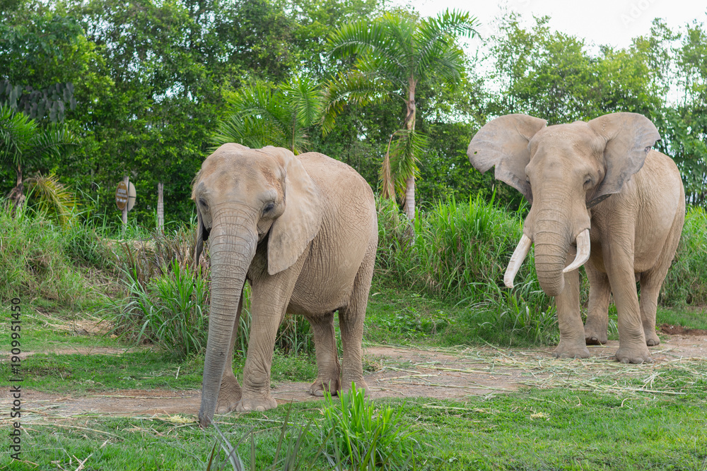 Fototapeta premium Two African elephants walking calmly on the grass in a naturalistic zoological enclosure.