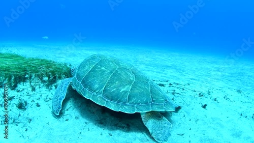 Green sea turtle (Chelonia mydas) grazing on seagrass in sandy seabed, Abades, Tenerife, Canary Islands, Spain