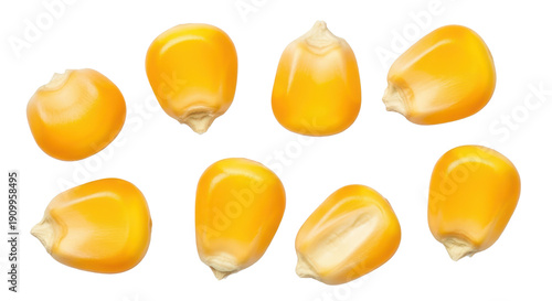 Several yellow corn kernels, popcorn or maize seeds, top view. Isolated on transparent background, png
