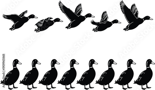 Black and white mallard duck silhouettes set, flying and standing waterfowl birds collection, wild nature wildlife flat vector icons for hunting design
