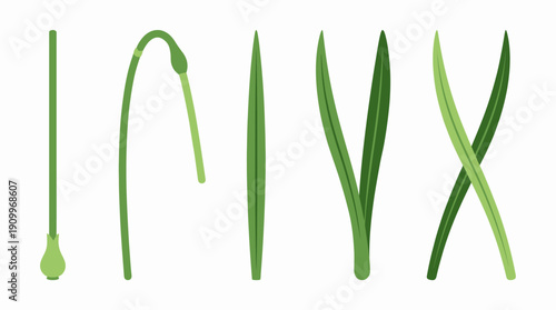 Green plant leaves on white background. Spring Vector Packs. EPS Editable