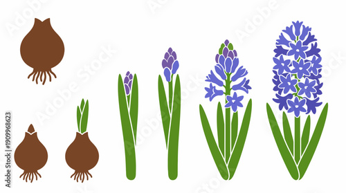 Hyacinth flower and bulb growth stages. Spring Vector Packs. EPS Editable