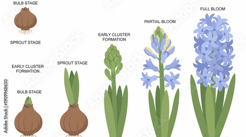 Hyacinth flower growth stages illustration. Spring Vector Packs. EPS Editable