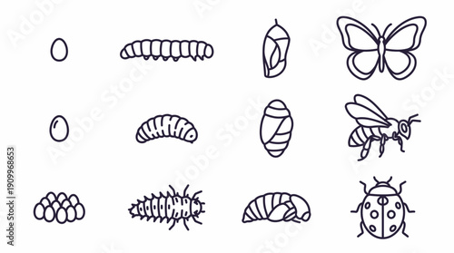 Insect Life Cycle Stages Illustration 2. Spring Vector Packs. EPS Editable