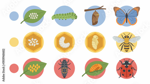 Insects and plants life cycle icons. Spring Vector Packs. EPS Editable