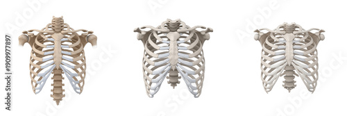 Human rib cage isolated on white background, thoracic skeleton, ribs anatomy, sternum, thorax, respiratory protection, human skeletal system, medical illustration, internal organ diagram, thoracic ana
