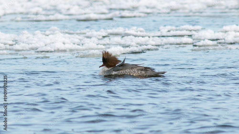 Fototapeta premium duck in the water