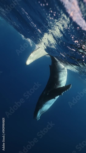 A playful humpback whale splashes and swims energetically in the ocean, flapping its fins and tail, leaping and twisting through the water near ʻEua Island, Tonga, in a joyful, lively display