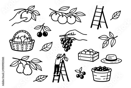 Hand-drawn fruit harvesting scene with baskets, ladders, and grapes