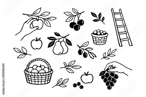Hand-drawn fruit harvest elements with apples, pears, grapes, and baskets