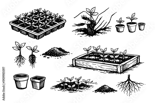 Seedling growth stages and gardening tools for plant cultivation