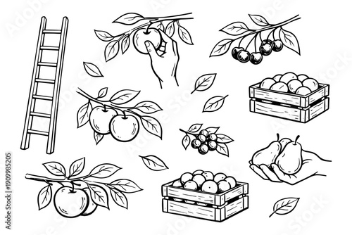 Hand-drawn fruit harvest illustration with apples, pears, cherries, and ladder