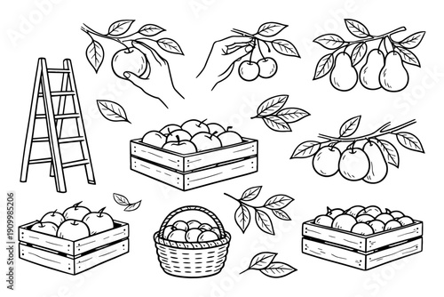Hand-drawn fruit harvest with apples, pears, cherries, and ladder