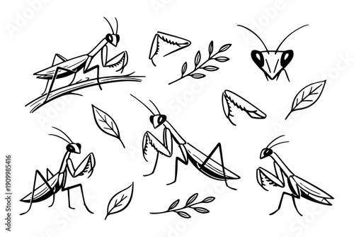 Stylized praying mantis collection with leaves and branches in black line art