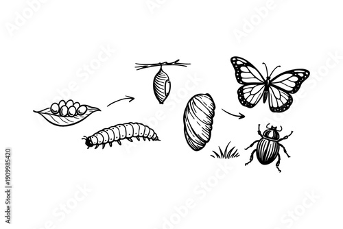Insect lifecycle illustration: egg, caterpillar, pupa, butterfly, beetle