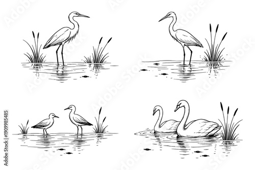 Elegant water birds: herons and swans in tranquil wetland sketches
