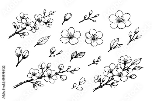 Black and white cherry blossom sketches: floral art with buds and branches