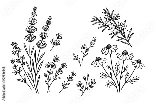 Botanical line art of lavender, rosemary, and chamomile flowers