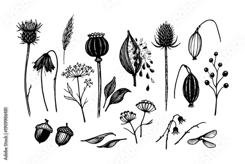 Hand-drawn botanical elements: thistle, acorn, seed pod illustrations