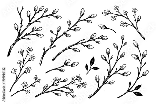 Hand-drawn botanical branches and buds illustration with flowers