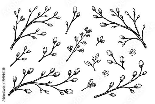 Botanical branches and buds black and white illustration