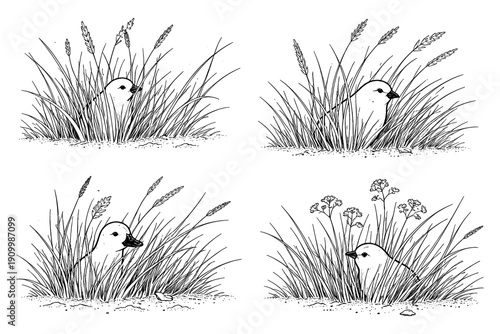 Four birds hidden in grass with wildflowers ink drawing