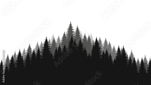 Black and white pine tree forest.