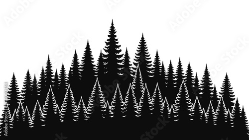 Black Silhouette of Coniferous Forest Trees.