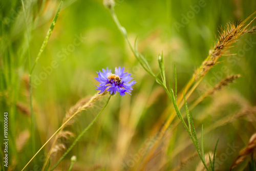 Wallpaper Mural Bee in flower Torontodigital.ca