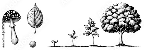 Botanical growth stages from seedling to full tree, accompanied by mushroom and leaf, halftone illustration, nature cycle, plant development.