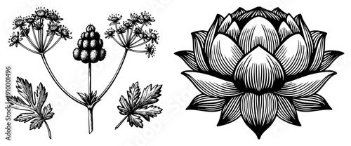 Detailed botanical drawings of parsley plant with leaves and flower heads, alongside a stylized lotus bloom, rendered in vector art with fine and hatching.