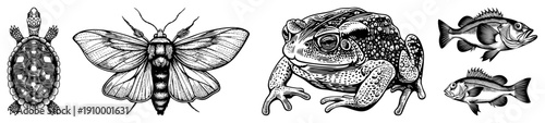 Detailed vector drawings of turtle, moth, toad, and fish, rendered in classic engraving style with fine and hatching. Perfect for tattoo, print, or graphic design.